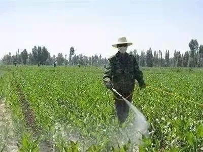 玉米苗后除草，什么時(shí)間打藥最好？千萬記牢，別再錯(cuò)了！